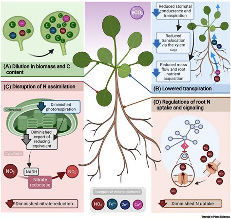 The decline of plant mineral nutrition under rising CO2: physiological ...