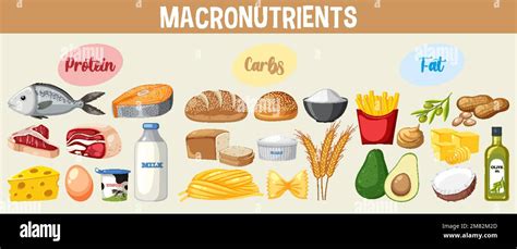 Main food groups macronutrients vector illustration Stock Vector Image ...
