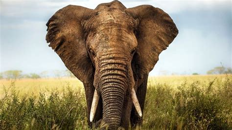 Animal - BBC Travel
