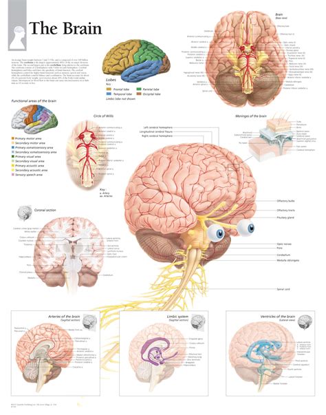 Structures Of The Brain Diagram Brain Diagram Psychology Mid
