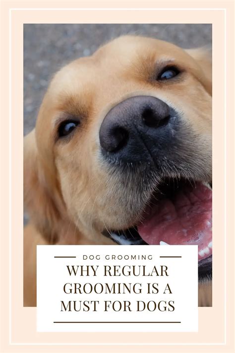 Why Regular Grooming Is A Must For Healthy Dogs – Dog Care Classroom