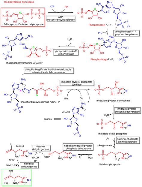 22.2: Biosynthesis of Amino Acids - Biology LibreTexts