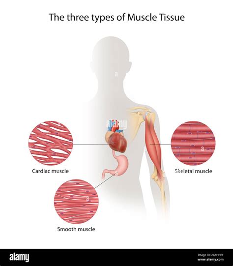 Parts Of Cardiac Muscle
