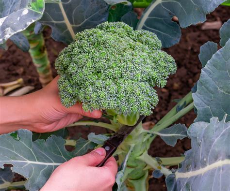 Cruciferous Vegetables Guide – What Gardeners Need To Know | Gardening ...