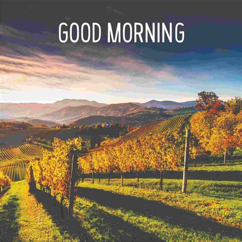 Good Morning 4k Images With Es - Infoupdate.org