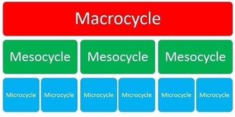 Periodization training cycles. | Download Scientific Diagram