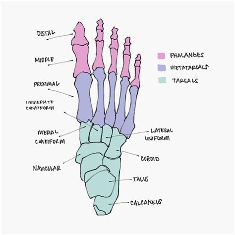 Foot – Artofit