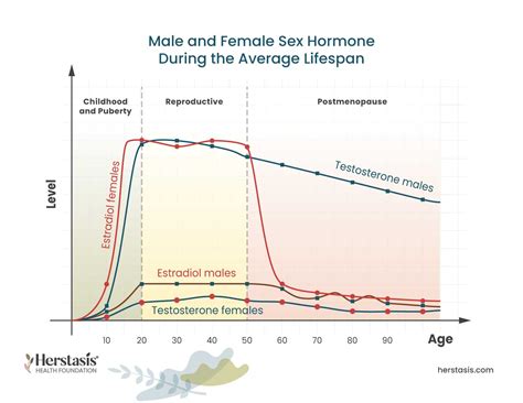 Male Reproductive Hormones Sex Development | BioNinja