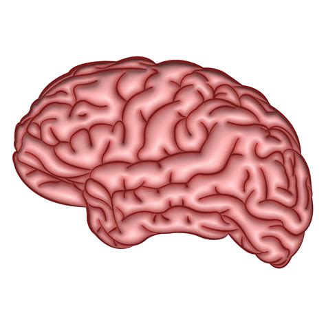 Brain Parts And Functions