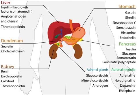 Endocrine System Hormones