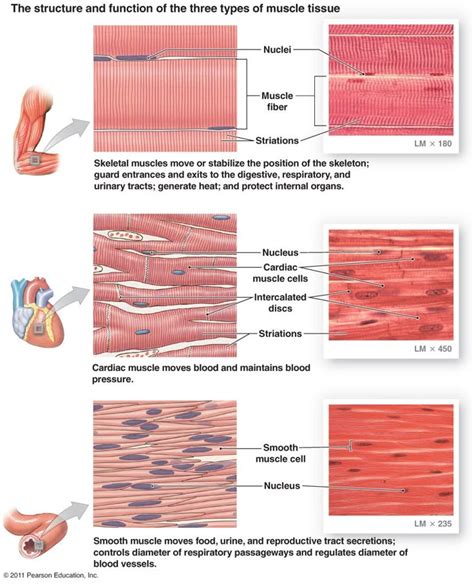 Muscle tissue - A tissue composed of cells or fibers, the contraction ...