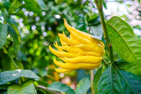 53 of the Most Colorful Fruits and Vegetables in the World | Color Meanings