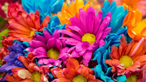 WALLPAPERS HD: Colorful Flowers