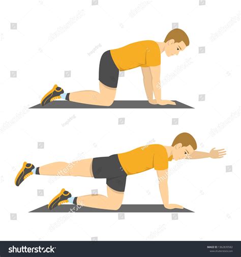Bird Dogs Exercise