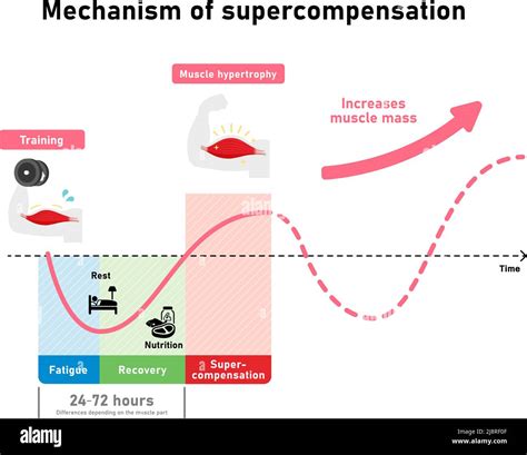 Graph illustration of efficient muscle growth (supercompensation mechanism Stock Vector Image ...