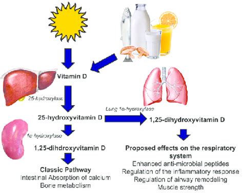 Vitamin D From The Sun