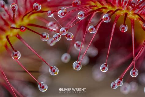 Macro Photography