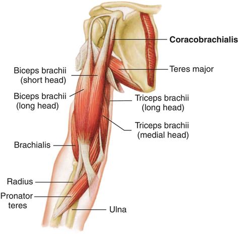 Arm Muscles : Attachment, Nerve Supply & Action - Anatomy Info