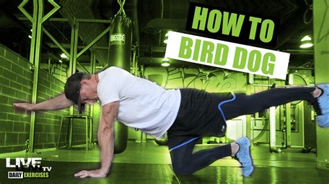 How To Do The BIRD DOG EXERCISE | Exercise Demonstration Video and ...