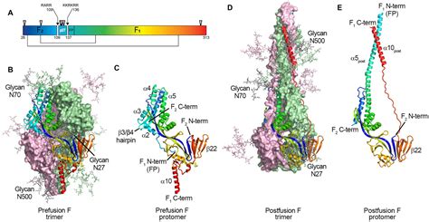 Frontiers | The RSV F p27 peptide: current knowledge, important questions