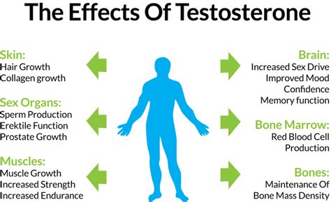 All You Need to Know About Testosterone – Fit n' Healthy