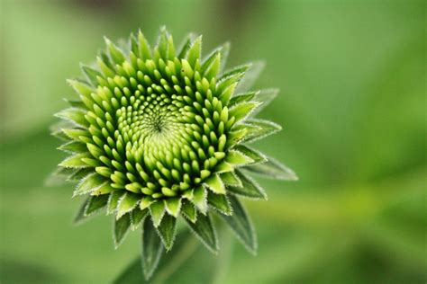 Form of Flower | Nature design, Nature, Natural forms