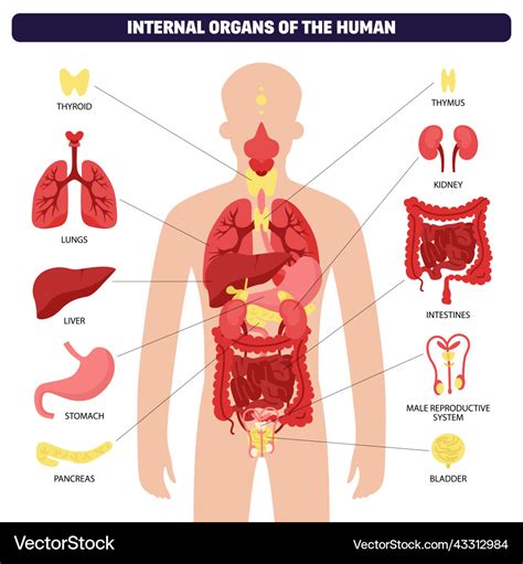 Human body organ system infographic Royalty Free Vector